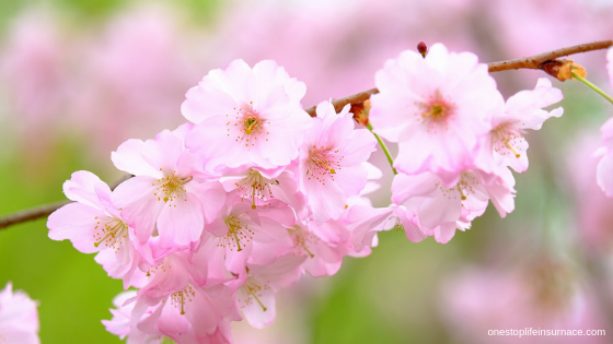living benefits and cash value cherry blossom